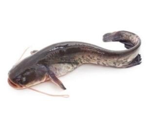 Magur Whole ( Cate fish ) / ငါးခူး 1kg