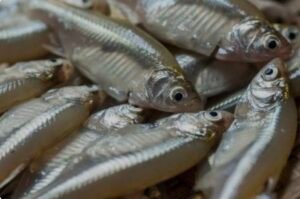 Frozen Moila Fish/ ငါးဘဲဖြူ